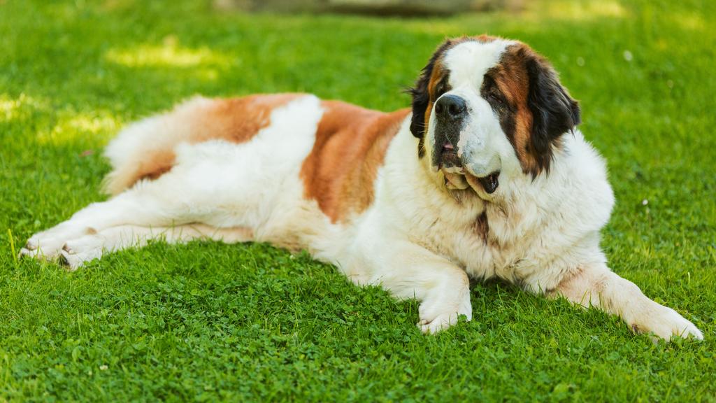 Saint Bernard