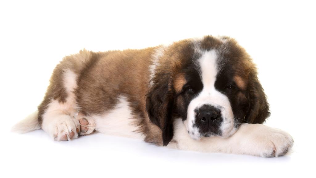 Basic Information icon