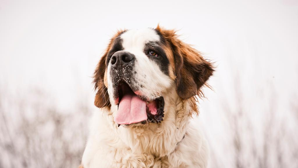 Grooming & Health icon