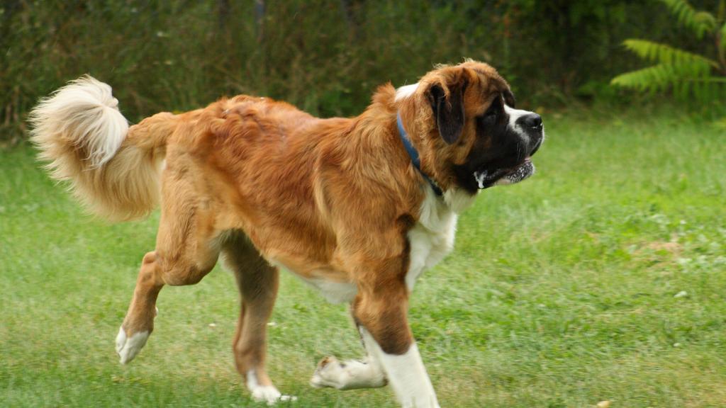 Saint Bernard