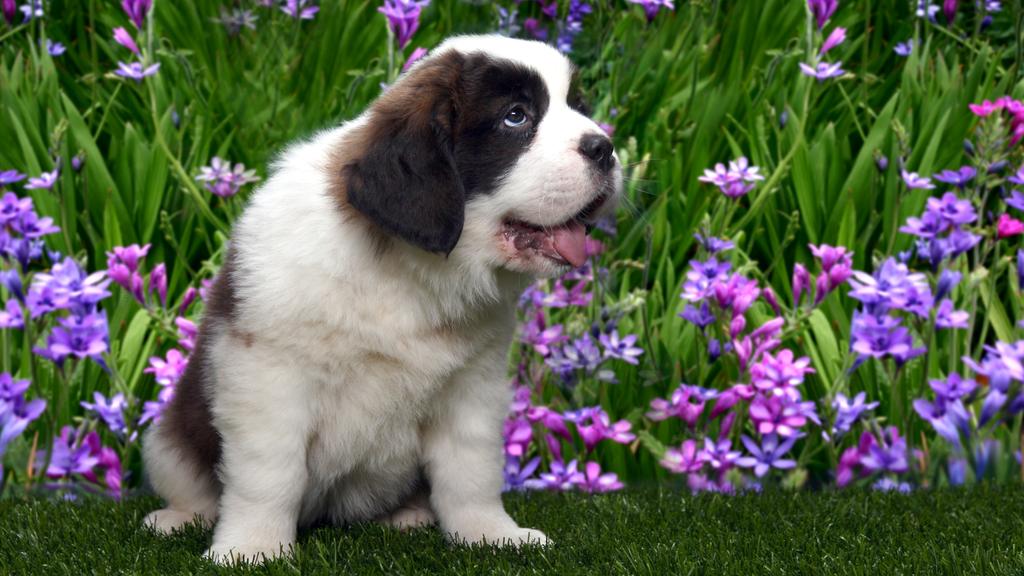 Saint Bernard
