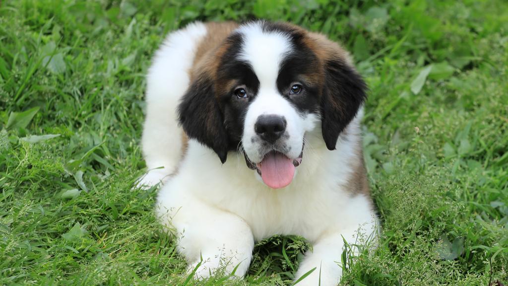 Saint Bernard