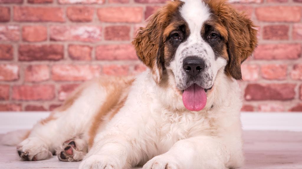 Exercise & Activity Needs icon