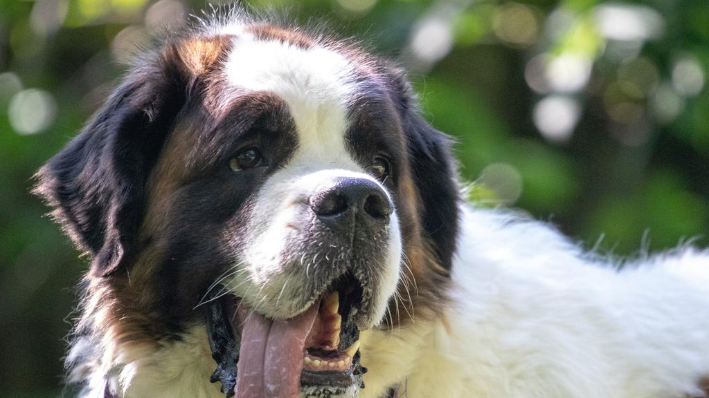 Adoption vs. Breeder Considerations icon