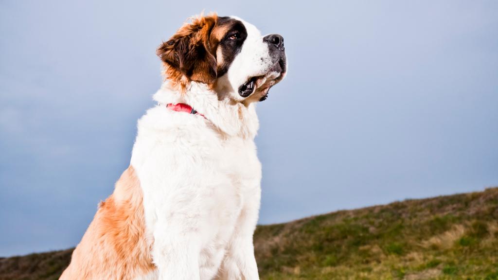 Long-Term Commitment & Special Considerations icon