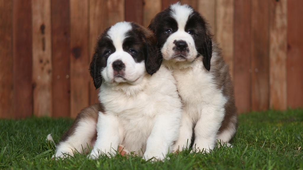 Saint Bernard