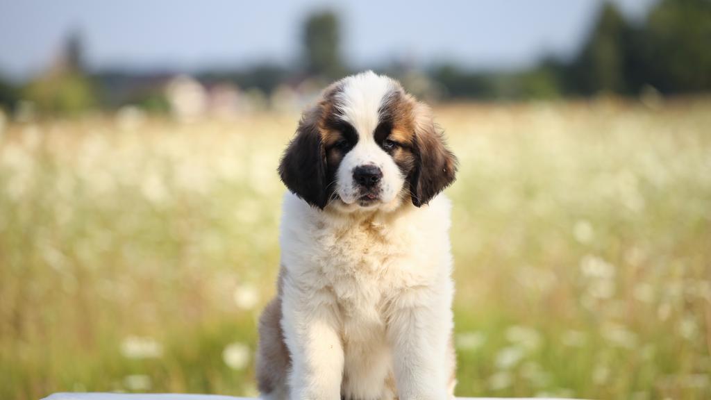 Saint Bernard