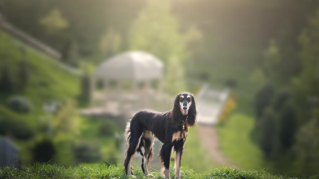 Saluki