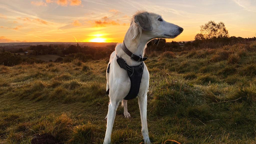 Exercise & Activity Needs icon