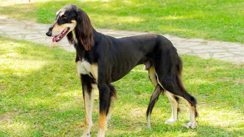 Saluki