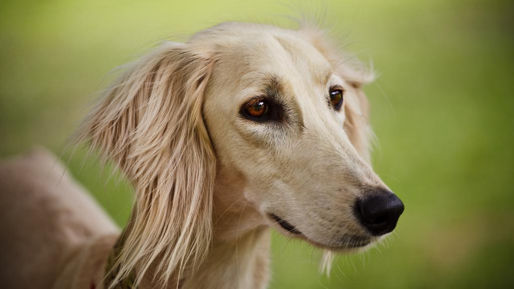 Adoption vs. Breeder Considerations icon