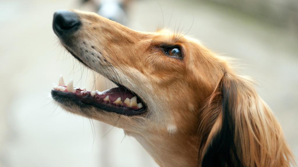 Saluki