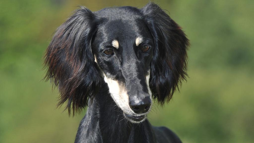 Basic Information icon