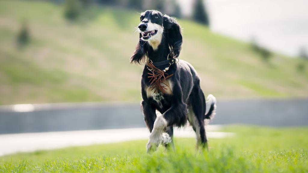 Temperament & Behavior icon