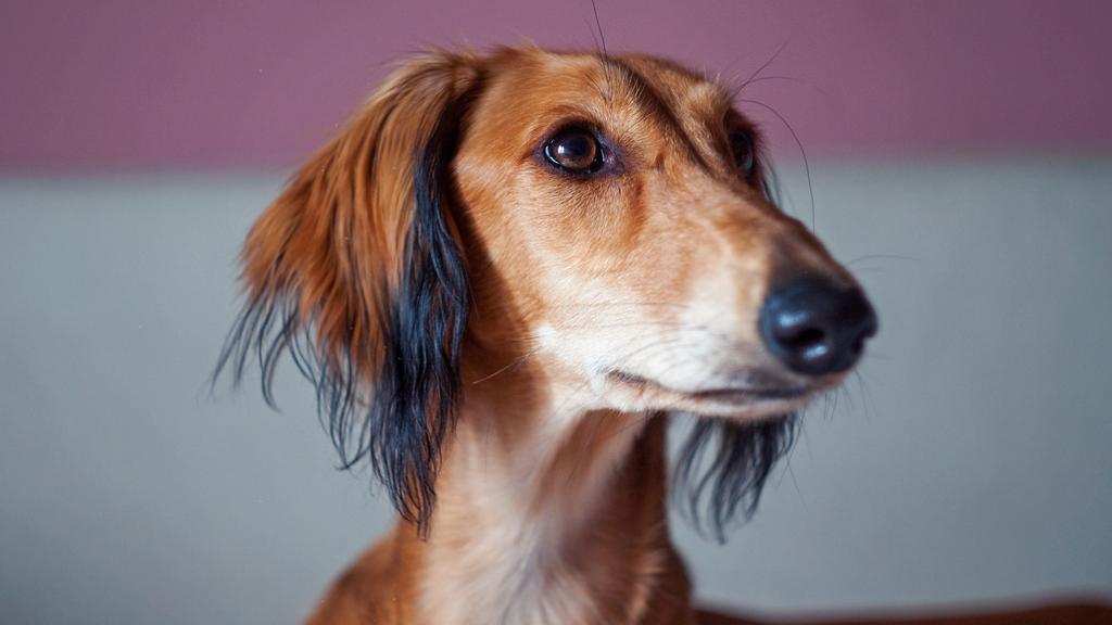 Saluki