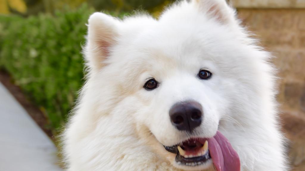 Suitability for First-Time vs. Experienced Owners icon