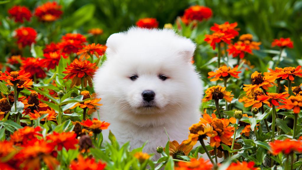 Samoyed