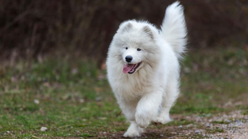 Samoyed
