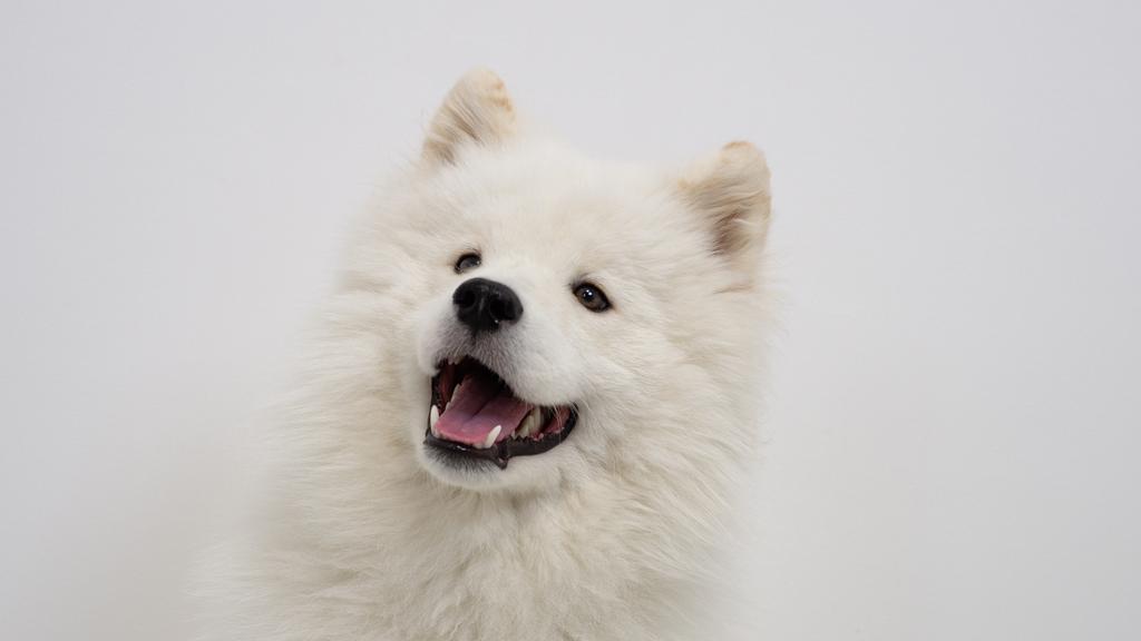 Samoyed