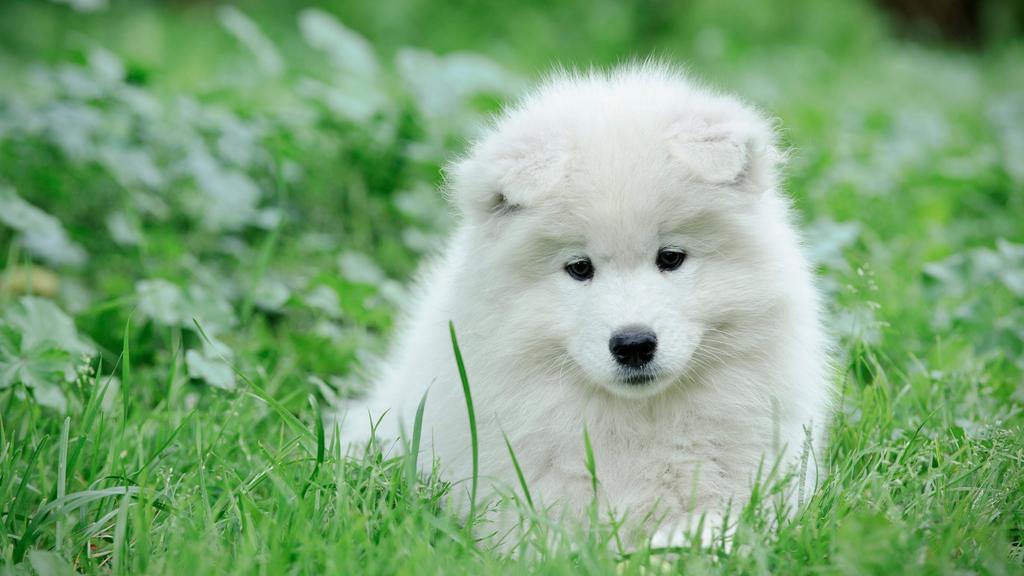 Samoyed