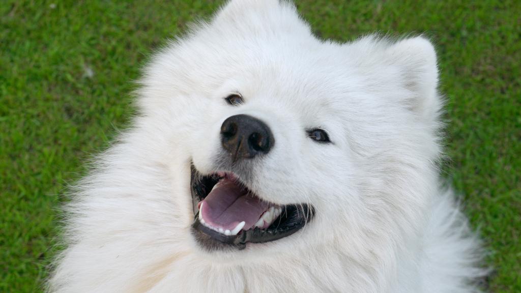 Samoyed