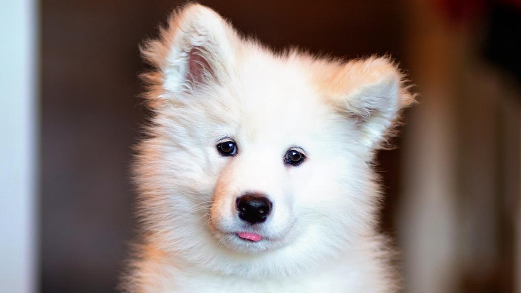 Life Stage Considerations icon