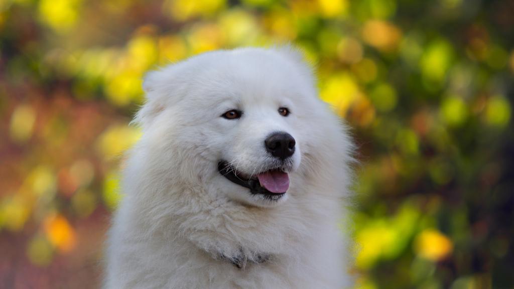 Samoyed