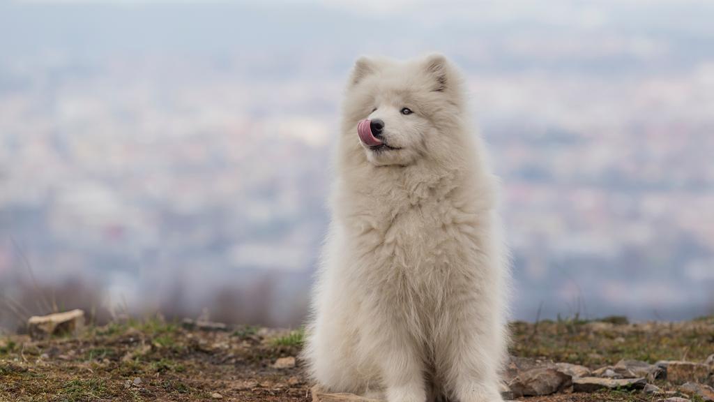 Samoyed