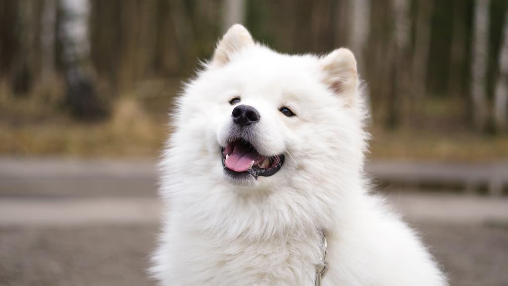 Samoyed