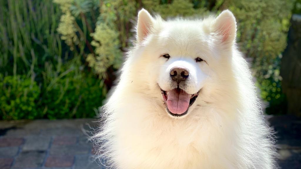 Samoyed