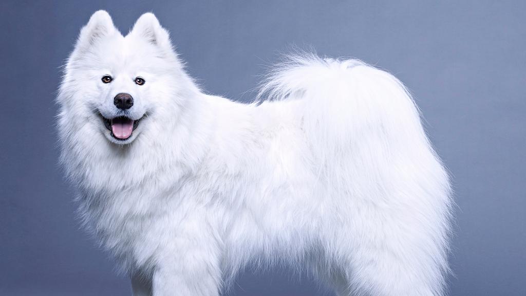 Exercise & Activity Needs icon