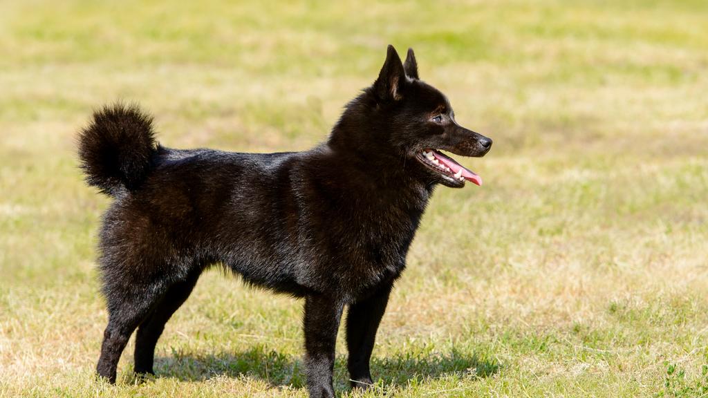 Schipperke