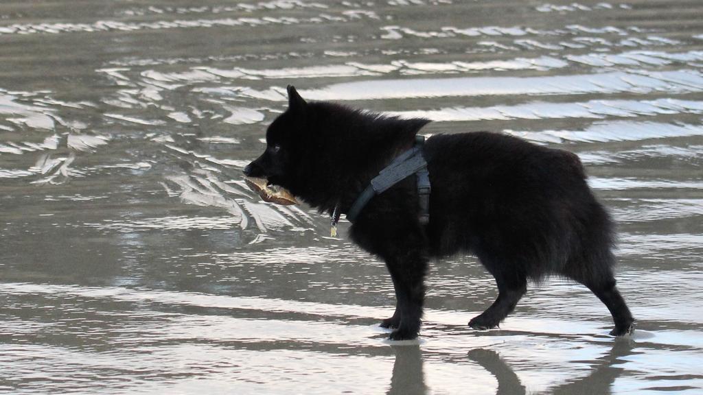 Grooming & Health icon