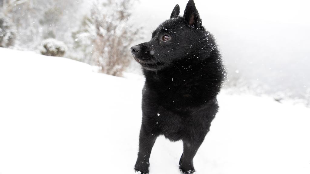Schipperke