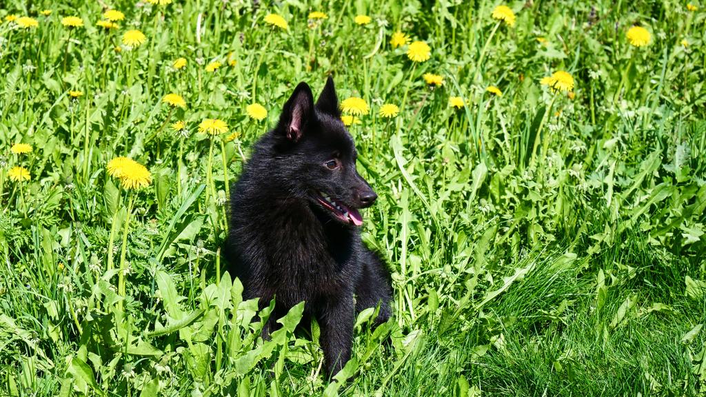 Grooming & Health icon