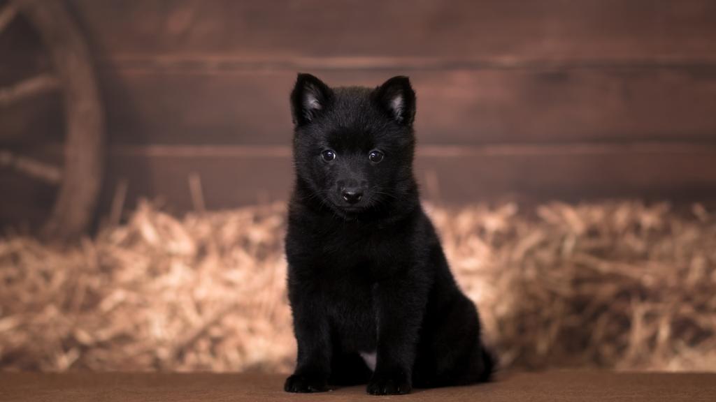 Schipperke