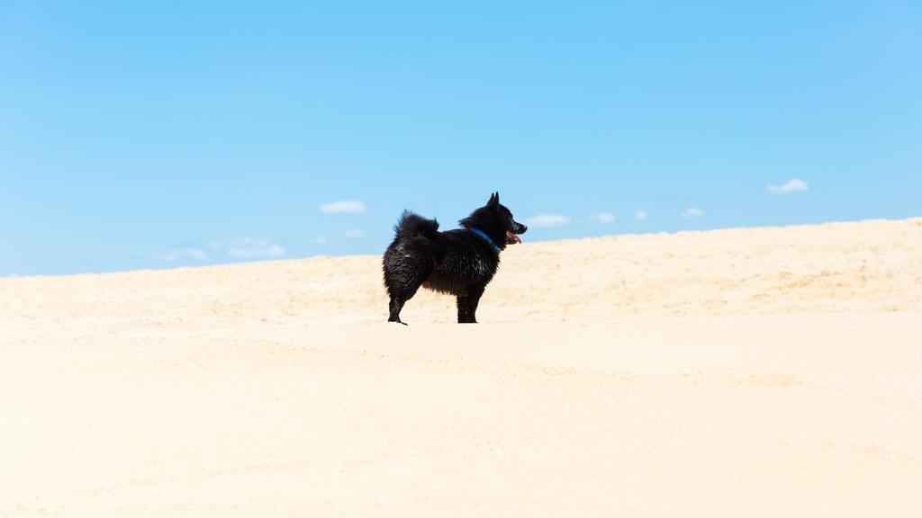 Schipperke