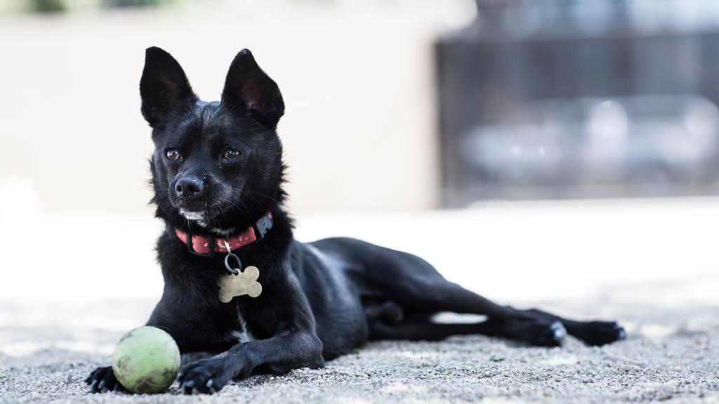 Adoption vs. Breeder Considerations icon