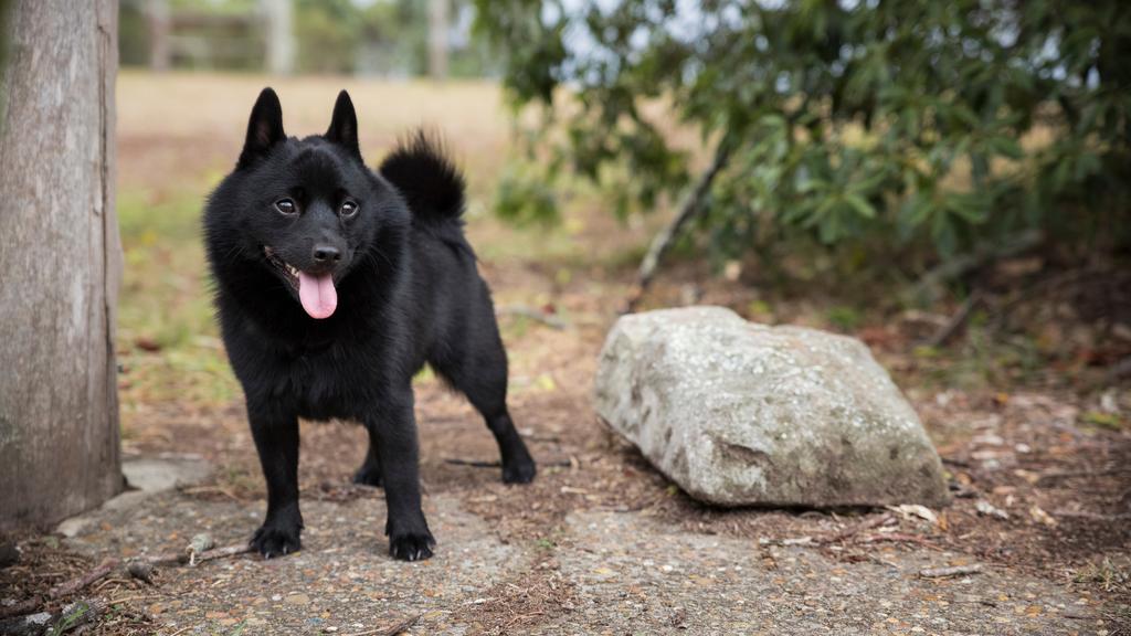 Schipperke