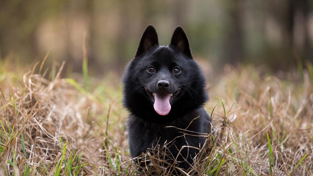 Suitability for First-Time vs. Experienced Owners icon