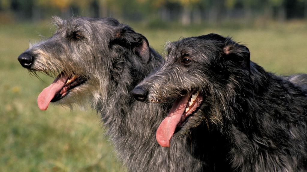 Life Stage Considerations icon