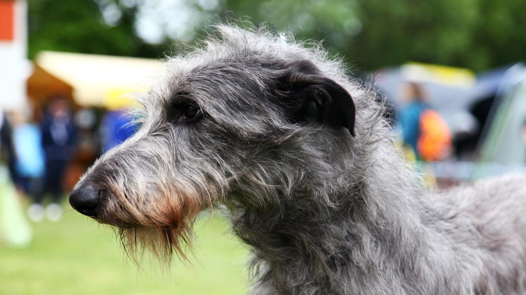 Suitability for First-Time vs. Experienced Owners icon