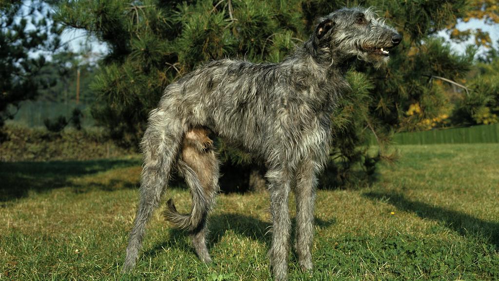 Grooming & Health icon