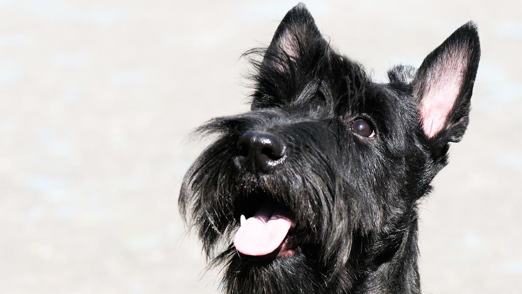 Temperament & Behavior icon