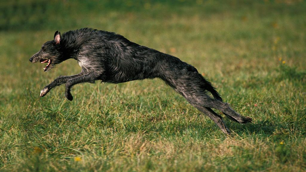 Scottish Deerhound