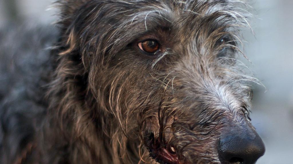 Scottish Deerhound