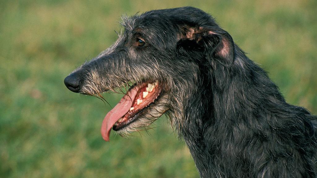 Scottish Deerhound