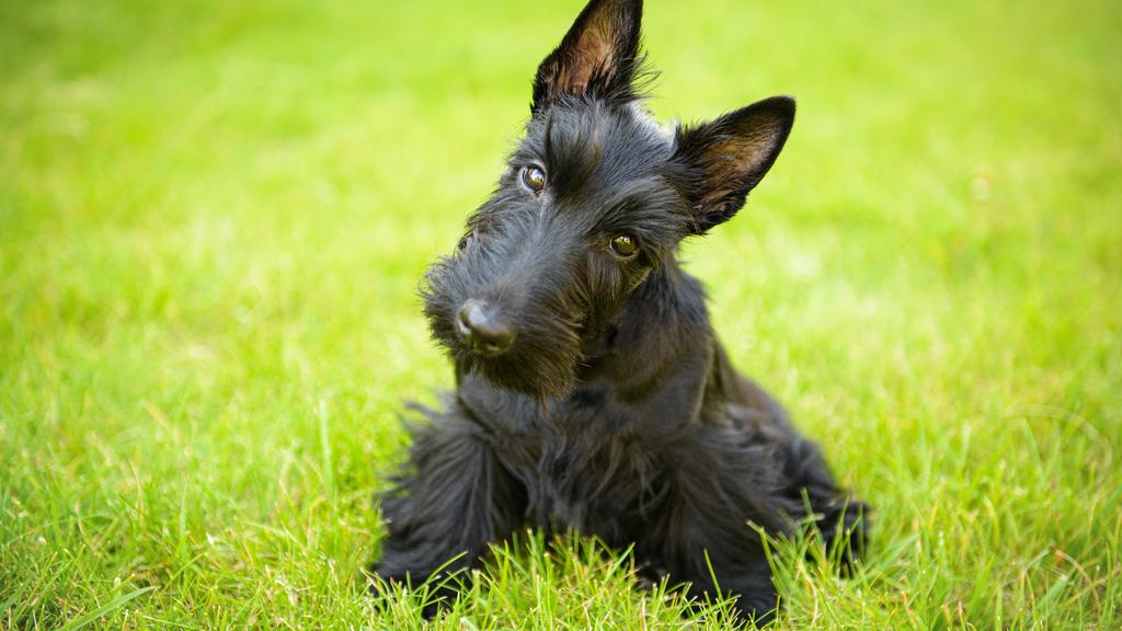 Scottish Terrier