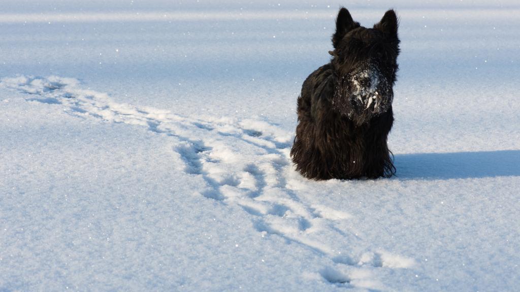 Suitability for First-Time vs. Experienced Owners icon