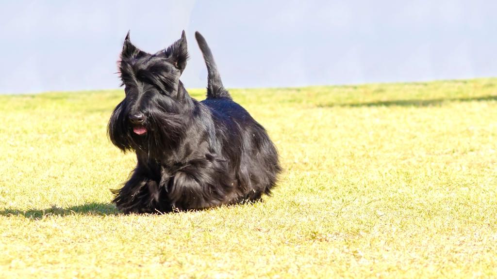 Scottish Terrier